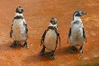 Pinguinrennen