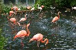 Flamingofamilia
