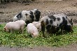 Mittagessen mit Familie Schwein